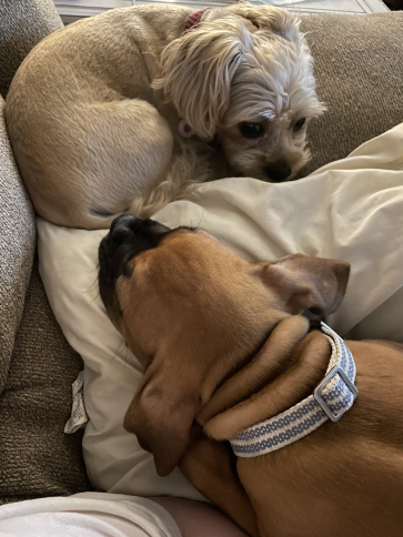 My other dog Bonney sleeping with Gunny