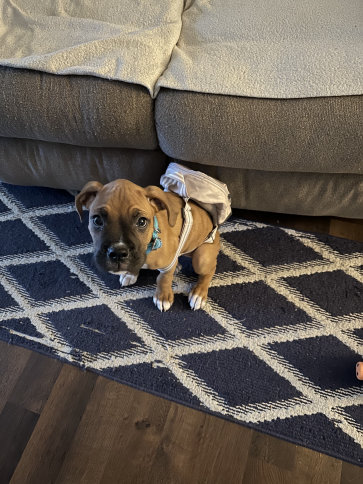 A small boxer puppy looks up at the camera wearing a backpack